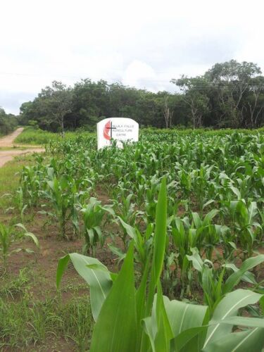 Mujila Falls Orange Maize test plot Jan 2017